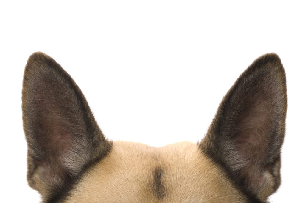 shrink wrap problems dog ears