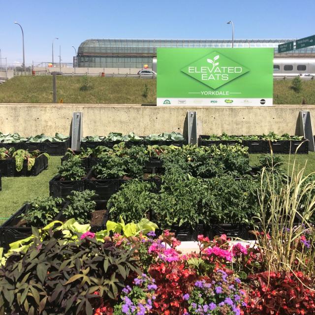Green roof at Yorkdale Shopping Centre, Toronto