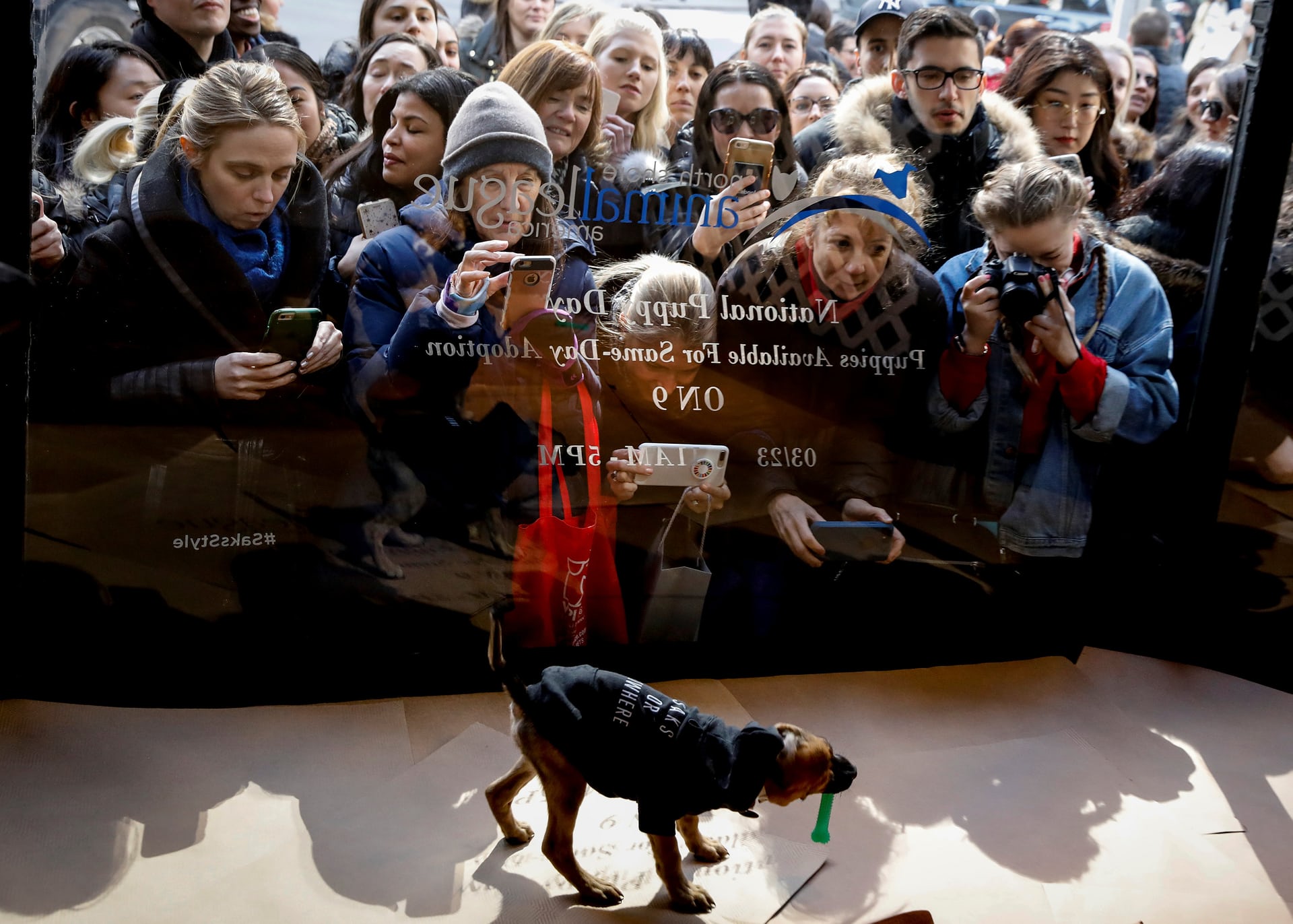 Puppies Raid Saks Fifth Avenue’s Windows for National Puppy Day