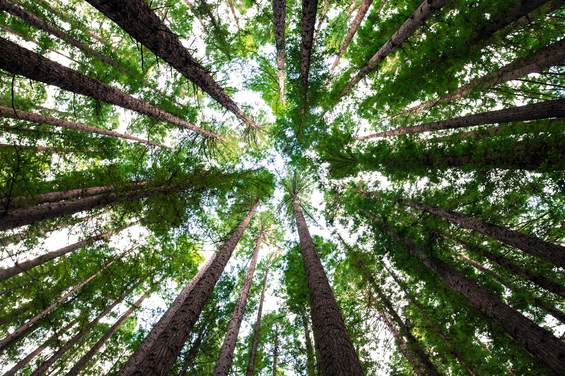 How to Be Environmentally Sustainable as a Small to Medium Size Business