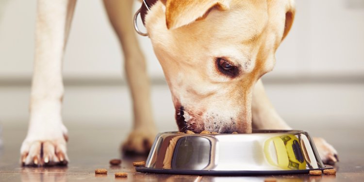 Dog food is being recalled from stores including Kroger and Lidl after potentially toxic levels of Vitamin D were found in testing