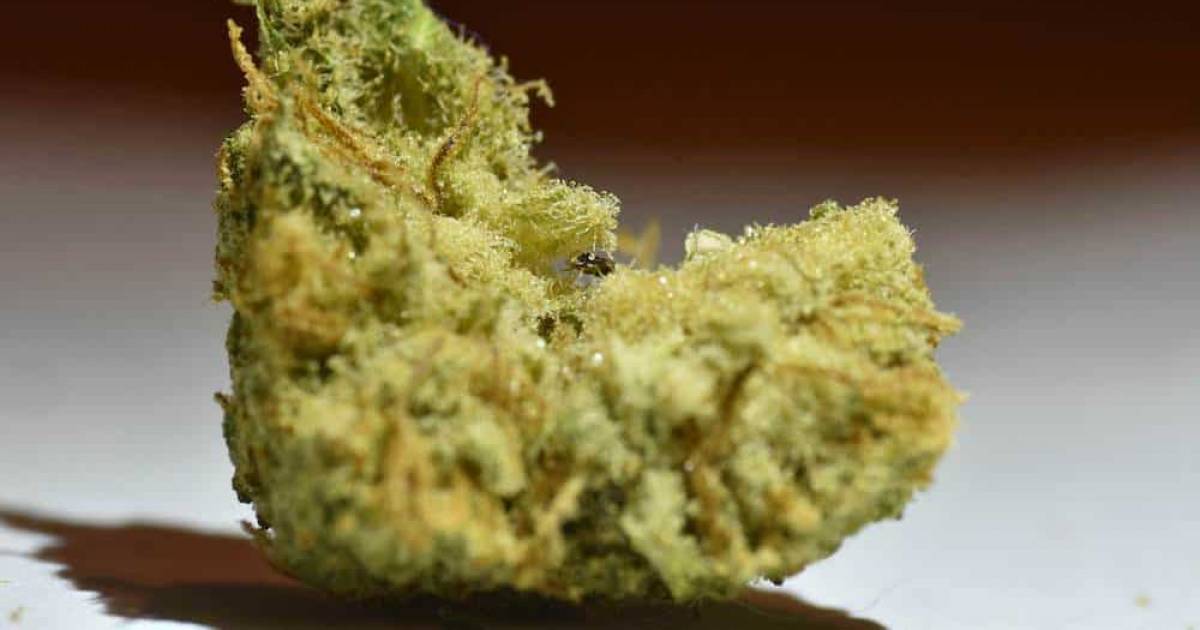 Consumers have been finding bugs in bud purchased from the Ontario Cannabis Store – Straight.com