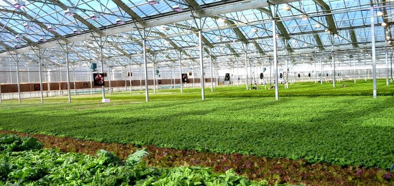 BrightFarms expands its retail footprint – Grocery Dive