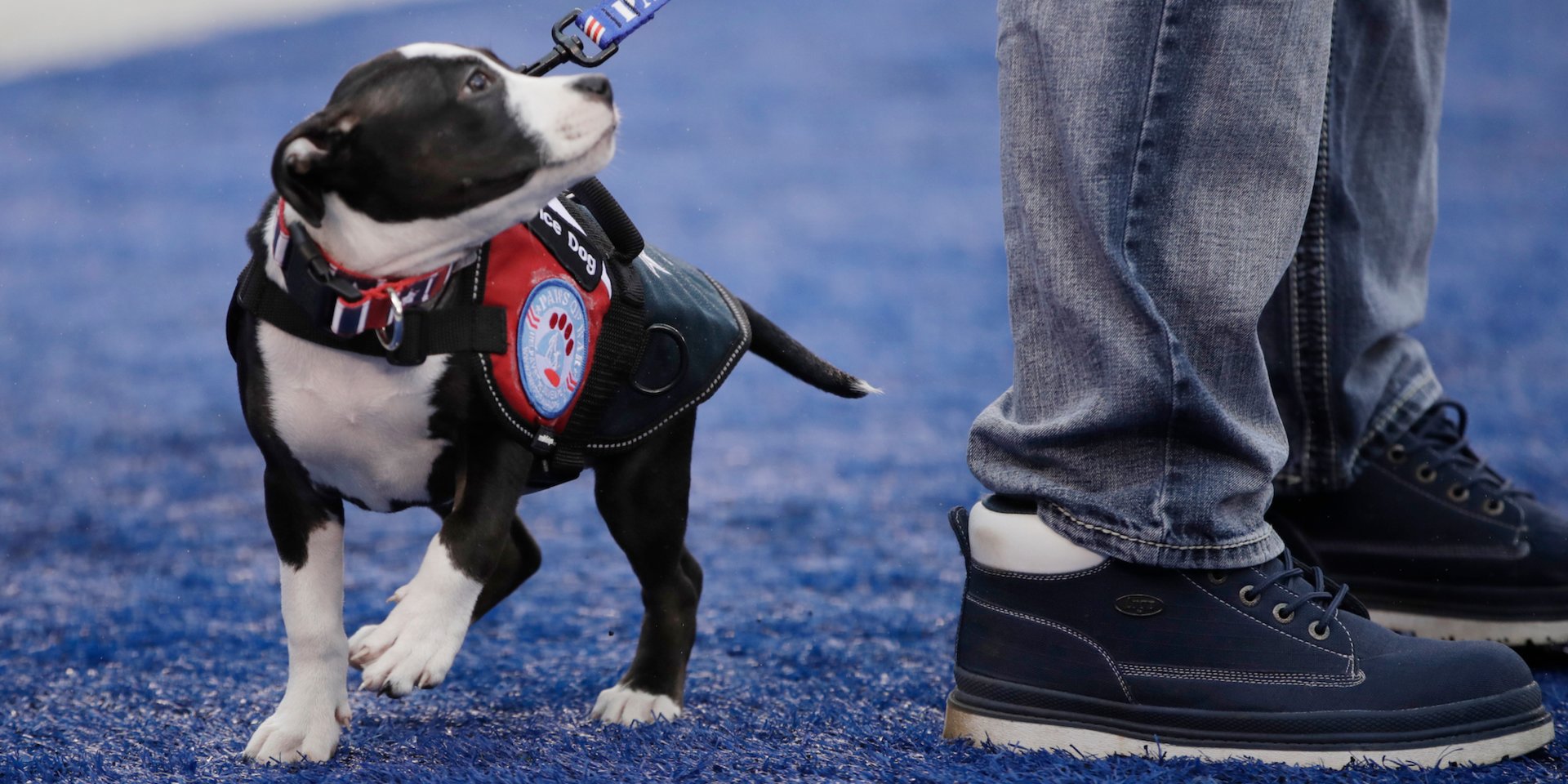 Walmart is cracking down on shoppers who abuse its service-animal policy (WMT)