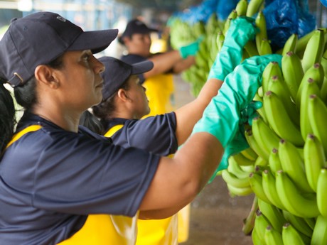 Using technology to help the banana category – FreshPlaza.com