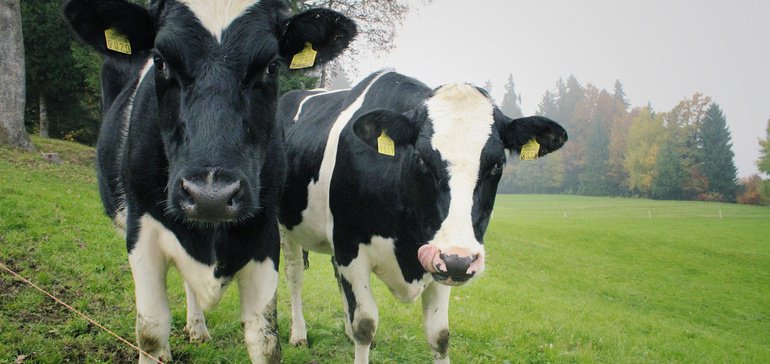 Why lab-created milk is a threat to dairy farmers – Food Dive