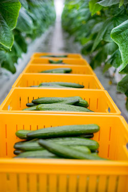 Greenhouse-grown produce on the rise – TheProduceNews.com