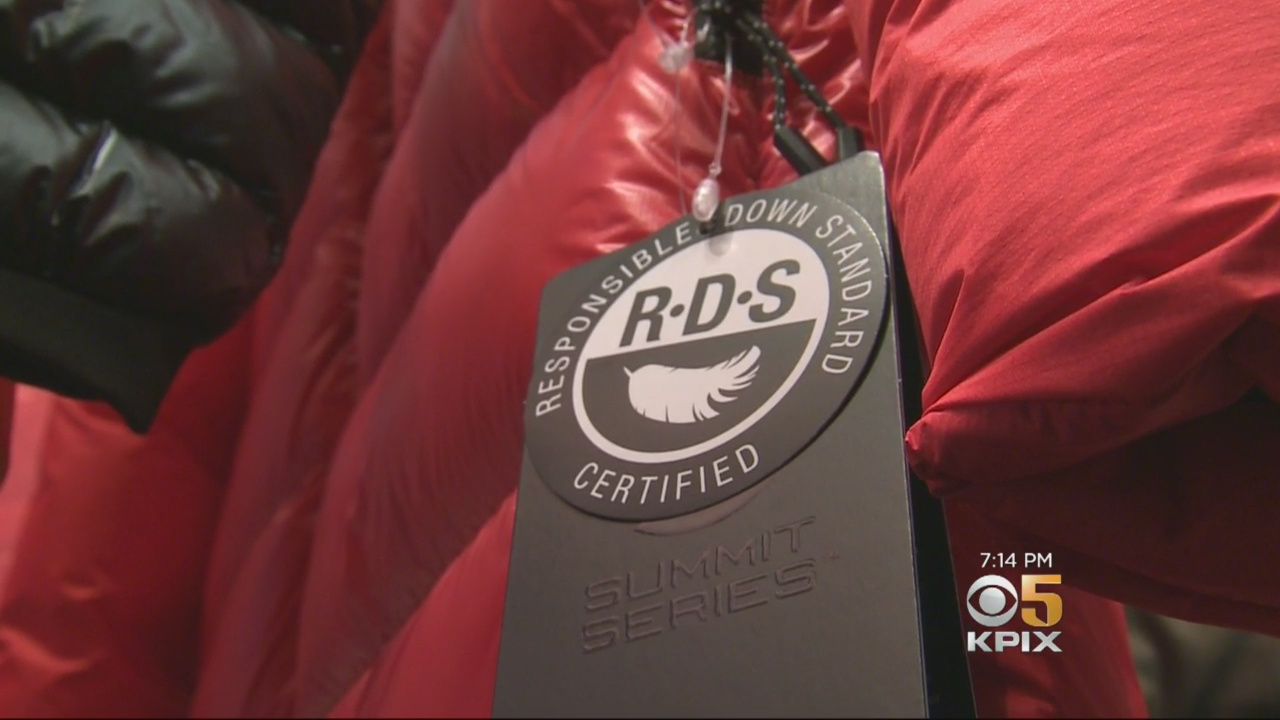 Animal Activists Call ‘Responsible Down Standard’ A Flawed System – CBS San Francisco