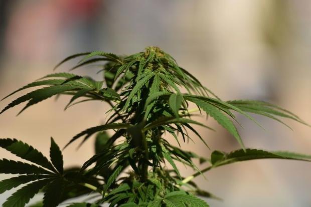 Q&A: Insight into AR technologies for the cannabis industry (Includes interview) – Digital Journal