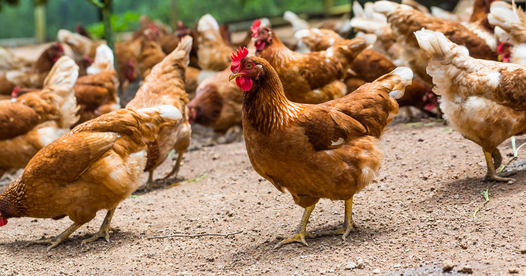 Rutter’s Adds Antibiotic-Free Chicken to Its Menu – CSPDailyNews.com