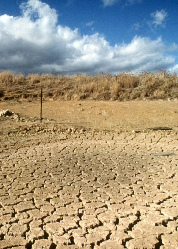 Australian Sheep Farmers Are Now Growing Grains Instead – LIVEKINDLY