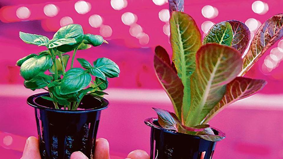 World’s top furniture retailer set to begin serving home-grown salad – Hindustan Times