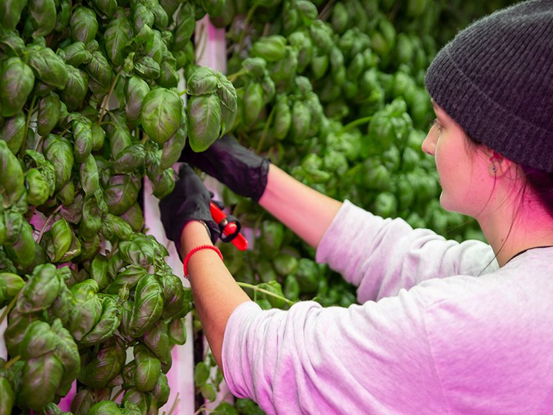 How Michigan's food distributors play in the local food game – Crain's Detroit Business